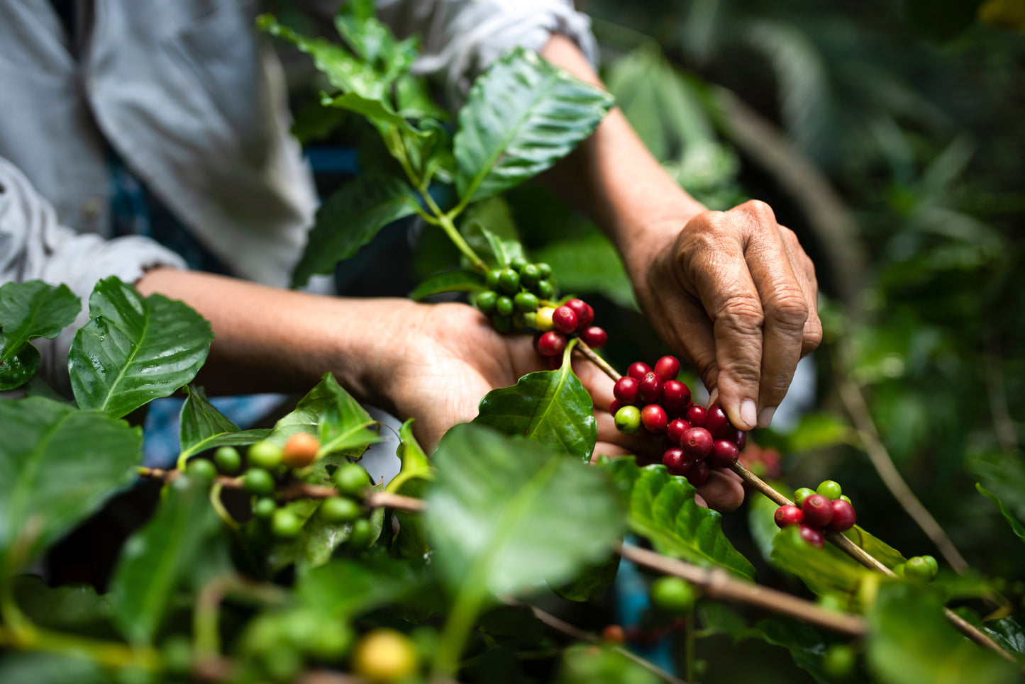 Pesticide Soil Test for Coffee/Coffee Farmers